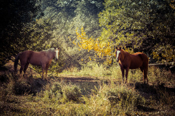 Картинка животные лошади лошадка