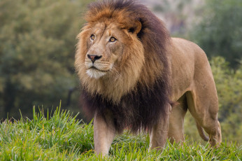 Картинка животные львы грива лев