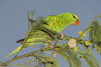 Картинка животные попугаи попугай