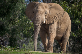 Картинка животные слоны слон