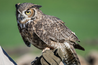 Картинка животные совы сова