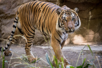 Картинка животные тигры тигр