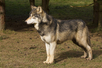 Картинка животные волки +койоты +шакалы волк