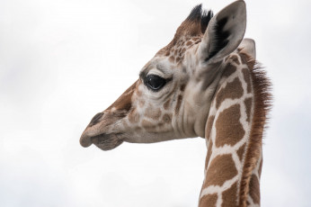 Картинка животные жирафы жираф