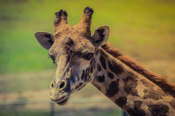 Картинка животные жирафы жираф