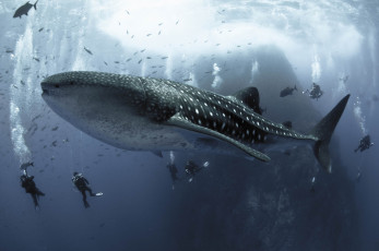 Картинка shark животные акулы хищник подводный мир рыбы