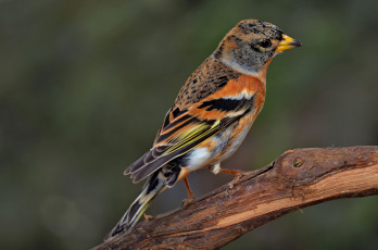 Картинка brambling животные птицы вьюрок