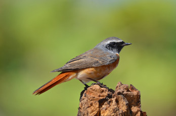 Картинка redstart животные птицы горихвостка