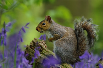 Картинка животные белки белка