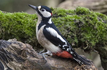 Картинка животные дятлы дятел