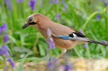 Картинка животные сойки сойка