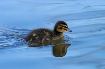 Картинка животные утки утенок
