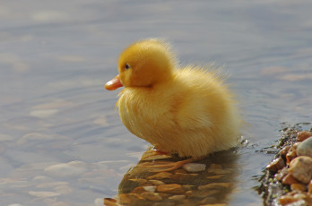 Картинка животные утки утенок