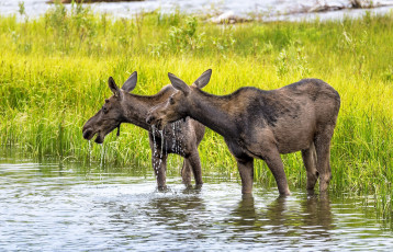 Картинка животные лоси