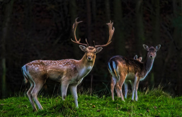 Картинка животные олени рога олень