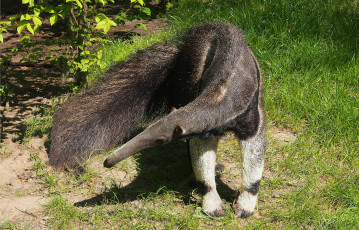 Картинка животные муравьеды муравьед