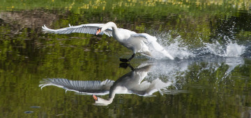 Картинка животные лебеди приводнение