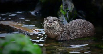Картинка животные выдры +каланы +ондатры выдра