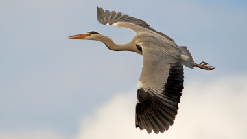 Картинка животные аисты полет