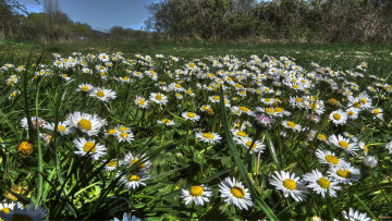 Картинка цветы ромашки луг
