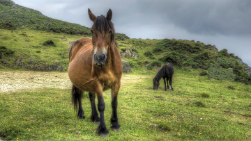 Картинка животные лошади лошадки