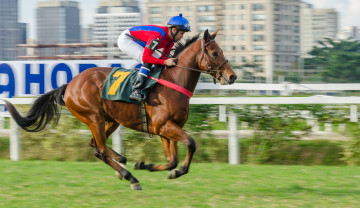 Картинка спорт конный+спорт ипподром скачки жокей лошадь