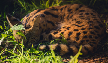 Картинка животные сервалы сервал