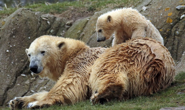 Картинка животные медведи мишки