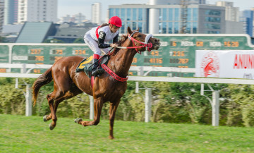 Картинка jockey+club+de+s& 227 o+paulo спорт конный+спорт скачки жокей лошадь ипподром