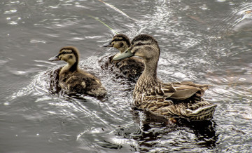 Картинка животные утки утка птенцы