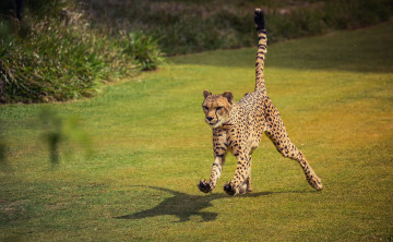 Картинка животные гепарды гепард