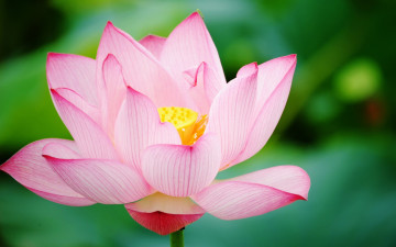 Картинка цветы лотосы лепестки фон