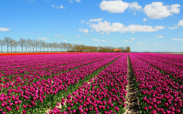 Картинка цветы тюльпаны облака небо поле много деревья домики