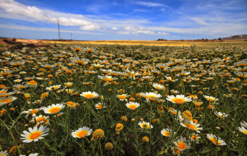 Картинка цветы ромашки поле