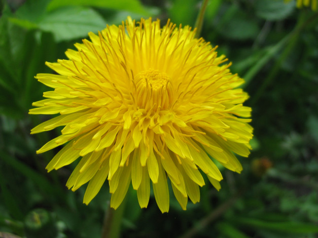 Обои картинки фото одуванчик, цветы, одуванчики, растение, цветок