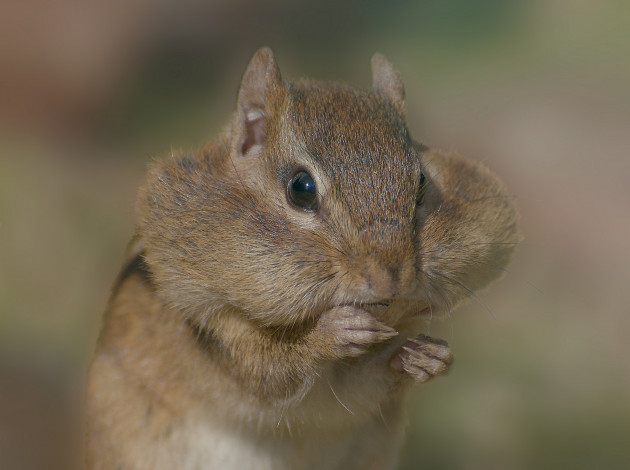 Обои картинки фото животные, бурундуки, бурундук