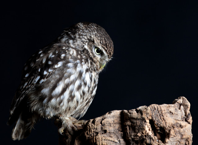 Обои картинки фото животные, совы, сова