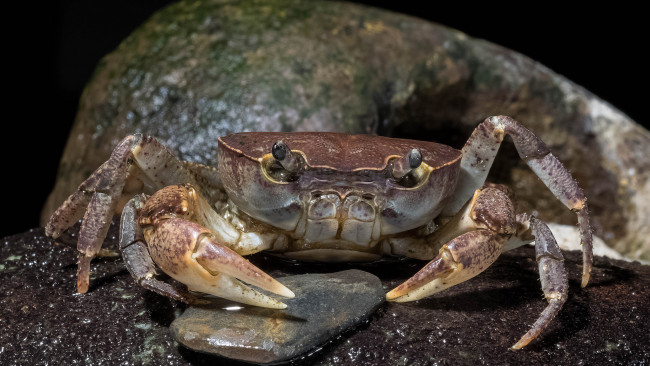 Обои картинки фото животные, крабы,  раки, краб
