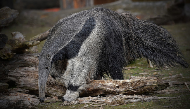 Обои картинки фото giant anteater, животные, муравьеды, муравьед, гигантский