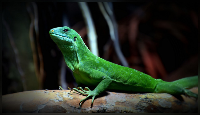 Обои картинки фото животные, Ягуары, ящерка