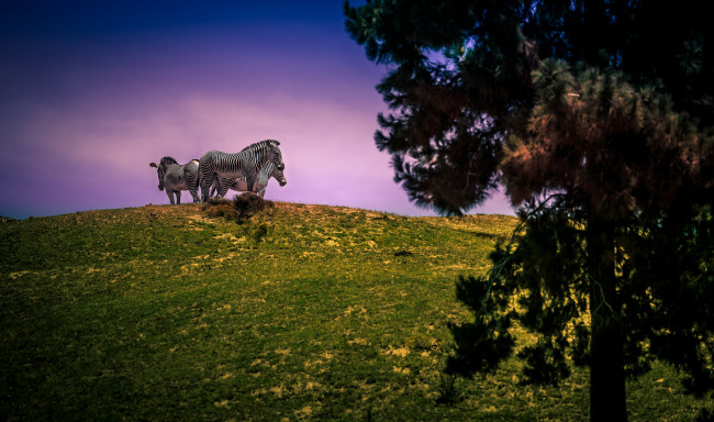 Обои картинки фото животные, зебры