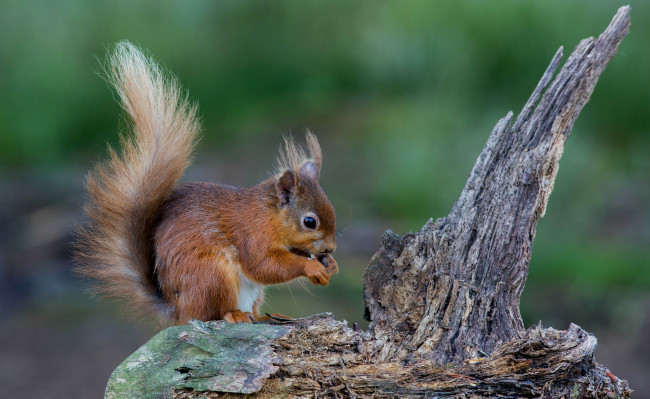 Обои картинки фото животные, белки, белка