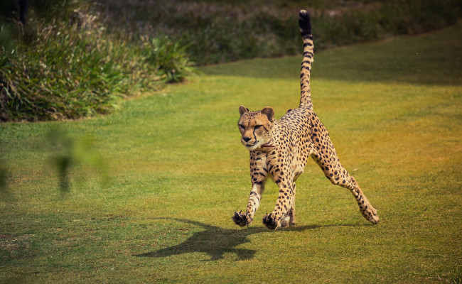 Обои картинки фото животные, гепарды, гепард