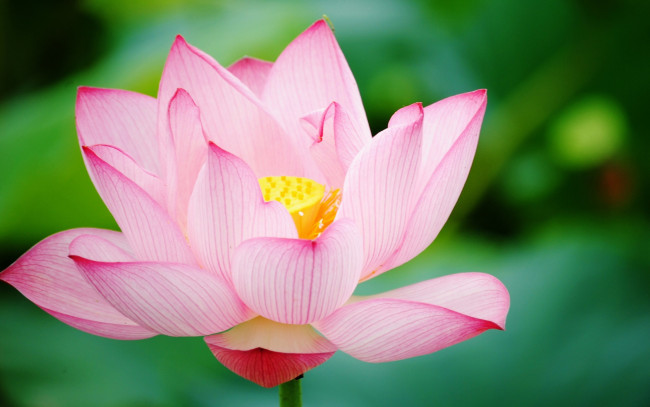 Обои картинки фото цветы, лотосы, лепестки, фон