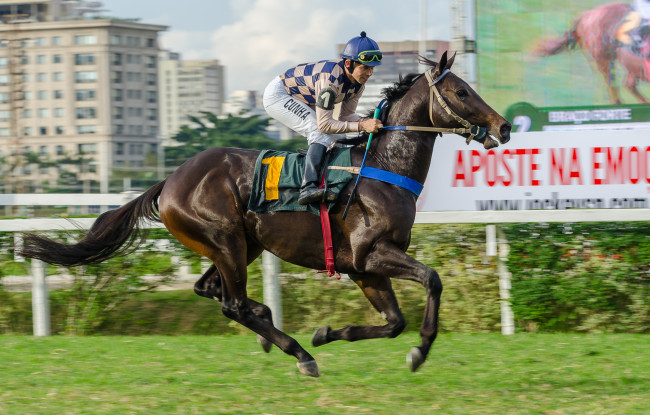 Обои картинки фото спорт, конный спорт, скачки, жокей, лошадь, ипподром