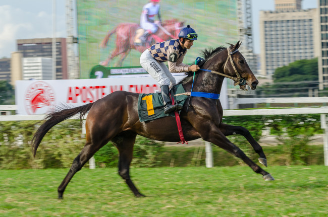 Обои картинки фото jockey club de s&, 227, o paulo, спорт, конный спорт, скачки, жокей, лошадь, ипподром