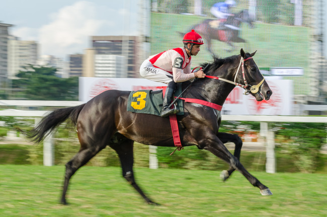 Обои картинки фото спорт, конный спорт, скачки, лошадь, жокей, ипподром