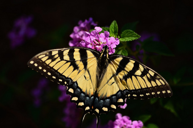 Обои картинки фото животные, бабочки,  мотыльки,  моли, бабочка