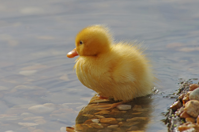 Обои картинки фото животные, утки, утенок