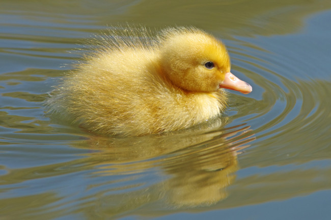 Обои картинки фото животные, утки, утенок